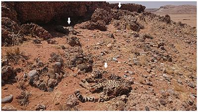 GPS Telemetry Reveals a Zebra With Anthrax as Putative Cause of Death for Three Cheetahs in the Namib Desert